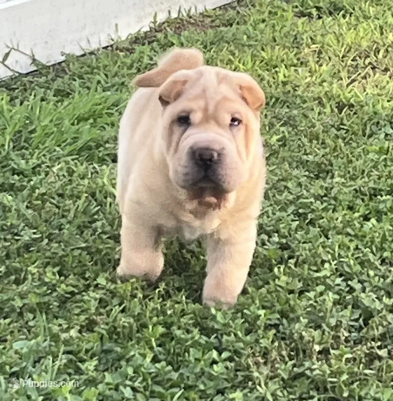 Magnus – Chinese Shar-Pei puppy for sale in Palm Coast, FL
