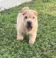 Magnus, a male Chinese Shar-Pei for sale in Palm Coast, FL – 1 of 5