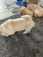 Caesar , a male Chinese Shar-Pei for sale in Palm Coast, FL – 2 of 5