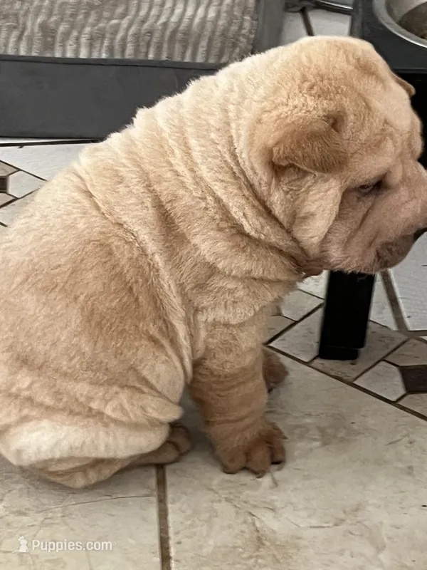 Magnus – Chinese Shar-Pei puppy for sale in Palm Coast, FL