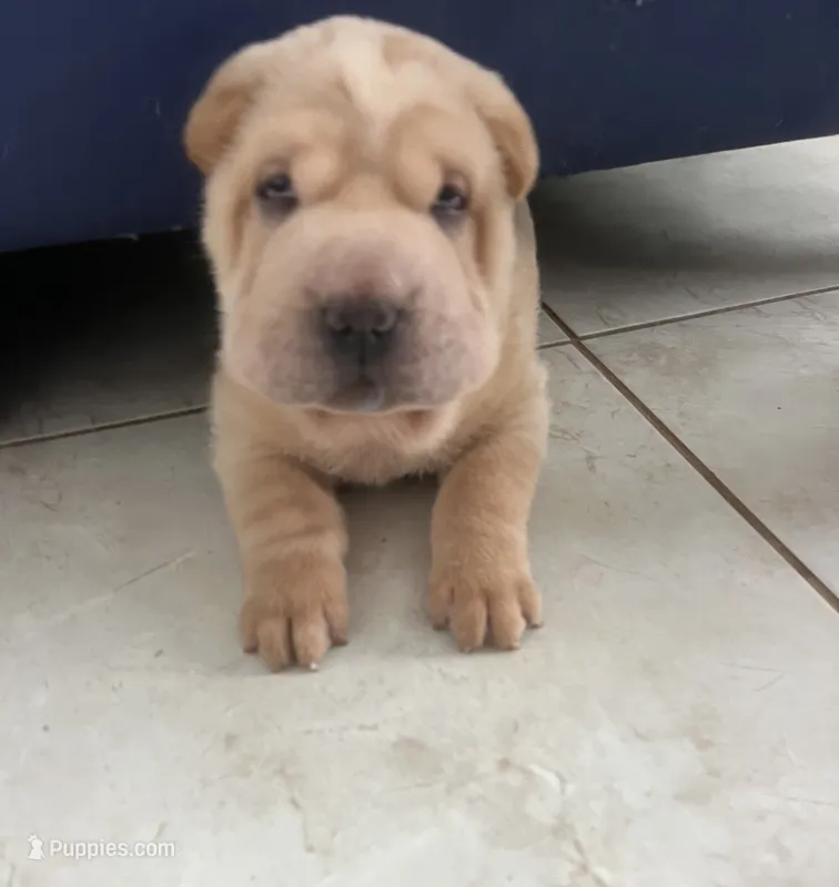 Magnus – Chinese Shar-Pei puppy for sale in Palm Coast, FL