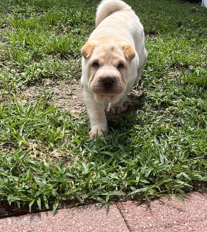 Caesar  – Chinese Shar-Pei puppy for sale in Palm Coast, FL
