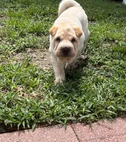 Caesar , a male Chinese Shar-Pei for sale in Palm Coast, FL – 1 of 5