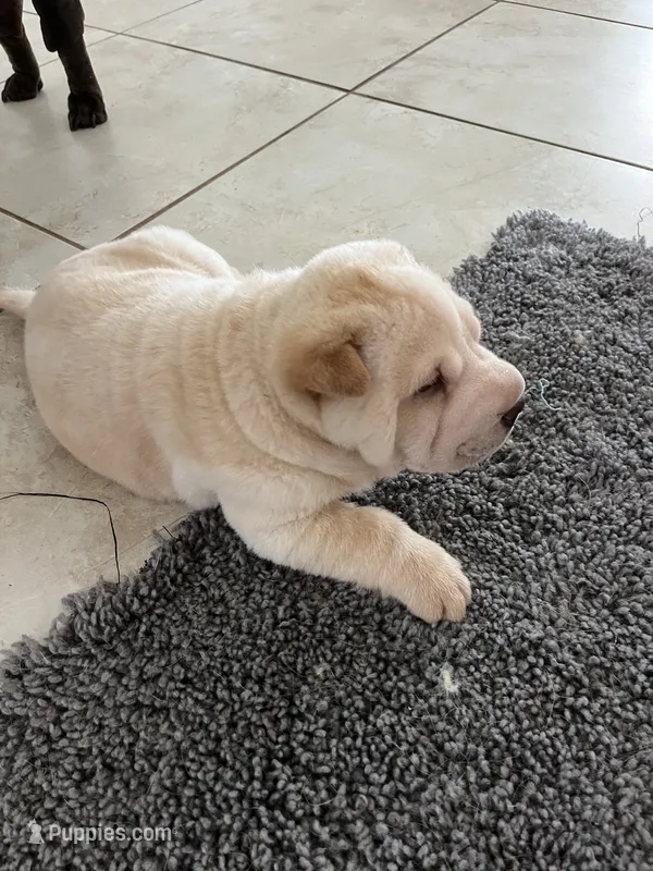 Romeo – Chinese Shar-Pei puppy for sale in Palm Coast, FL