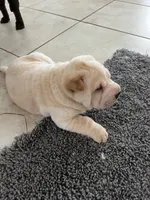Romeo, a male Chinese Shar-Pei for sale in Palm Coast, FL – 1 of 5