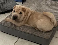 Magnus, a male Chinese Shar-Pei for sale in Palm Coast, FL – 3 of 4