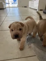 Magnus, a male Chinese Shar-Pei for sale in Palm Coast, FL – 3 of 5