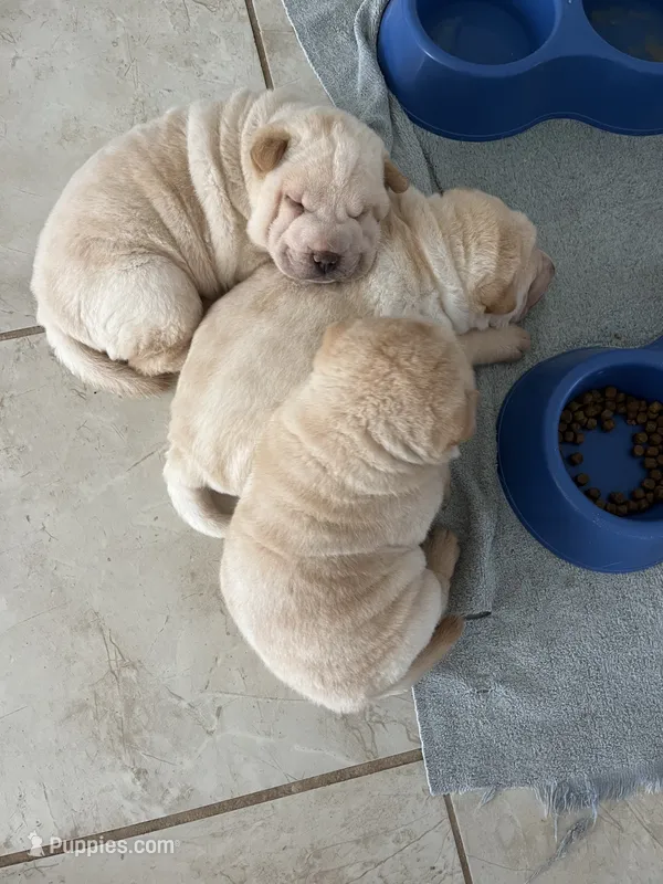 Caesar  – Chinese Shar-Pei puppy for sale in Palm Coast, FL