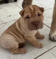 Sydney , a female Chinese Shar-Pei for sale in Palm Coast, FL – 5 of 5