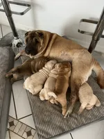 Charlotte, a female Chinese Shar-Pei for sale in Palm Coast, FL – 3 of 5