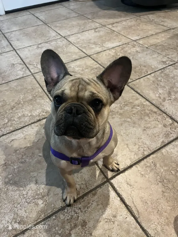 Pearl – French Bulldog puppy for sale in Panama City, FL