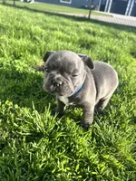 Nova, a female French Bulldog for sale in Mason City, IA – Photo 6 of 7