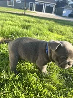 Nova, a female French Bulldog for sale in Mason City, IA – Photo 7 of 7