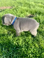 Nova, a female French Bulldog for sale in Mason City, IA – Photo 5 of 7