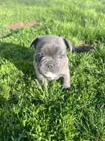Nova, a female French Bulldog for sale in Mason City, IA – Photo 3 of 7