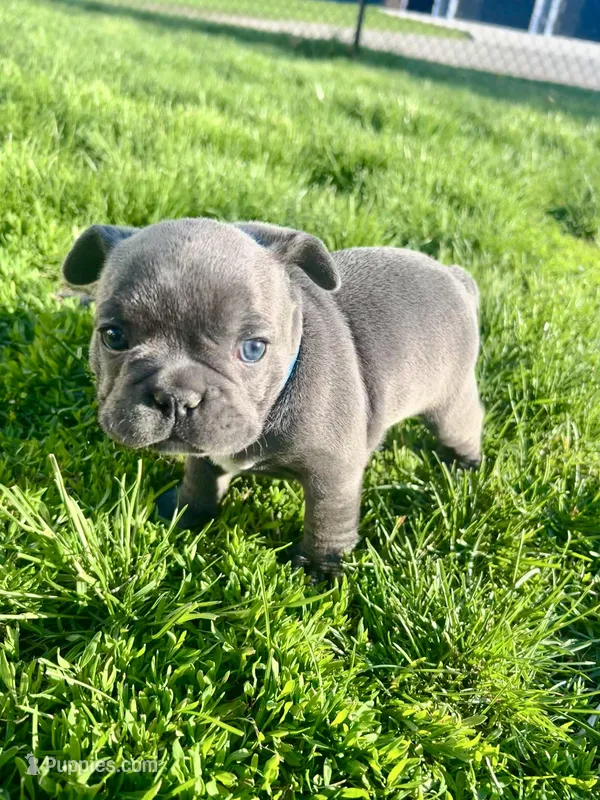 Nova – French Bulldog puppy for sale in Mason City, IA