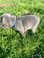 Nova, a female French Bulldog for sale in Mason City, IA – Photo 4 of 7