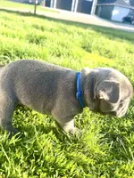 Nova, a female French Bulldog for sale in Mason City, IA – Photo 2 of 7