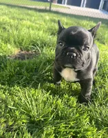 Onyx, a male French Bulldog for sale in Mason City, IA – Photo 2 of 4