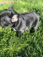Onyx, a male French Bulldog for sale in Mason City, IA – Photo 3 of 4