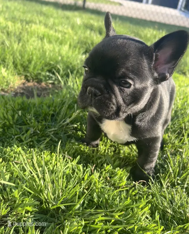 Onyx – French Bulldog puppy for sale in Mason City, IA