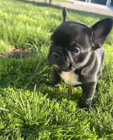 Onyx, a male French Bulldog for sale in Mason City, IA – Photo 1 of 4