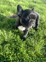 Onyx, a male French Bulldog for sale in Mason City, IA – Photo 4 of 4