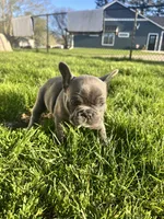 Sunni, a female French Bulldog for sale in Mason City, IA – Photo 5 of 7