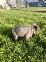 Sunni, a female French Bulldog for sale in Mason City, IA – Photo 2 of 7