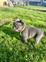 Sunni, a female French Bulldog for sale in Mason City, IA – Photo 6 of 7