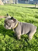Sunni, a female French Bulldog for sale in Mason City, IA – Photo 3 of 7