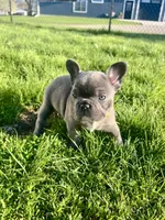 Sunni, a female French Bulldog for sale in Mason City, IA – Photo 4 of 7