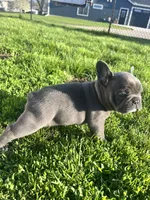 Sunni, a female French Bulldog for sale in Mason City, IA – Photo 7 of 7