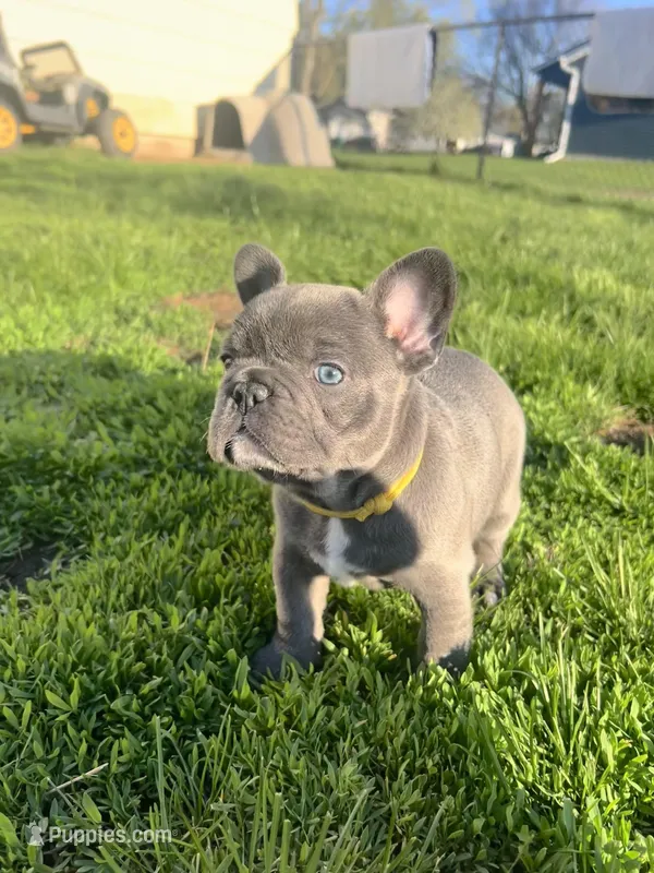 Sunni – French Bulldog puppy for sale in Mason City, IA