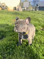 Sunni, a female French Bulldog for sale in Mason City, IA – Photo 1 of 7