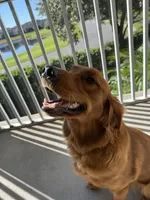 Dani , a female Golden Retriever for sale in Orlando, FL – Photo 2 of 4