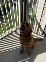 Dani , a female Golden Retriever for sale in Orlando, FL – Photo 3 of 4