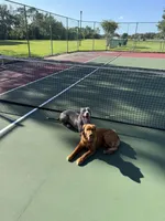 Dani , a female Golden Retriever for sale in Orlando, FL – Photo 4 of 4