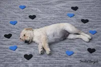 Paws, a male Golden Retriever for sale in New Haven, CT – Photo 3 of 5