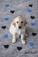 Paws, a male Golden Retriever for sale in New Haven, CT – Photo 4 of 5