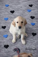 Paws, a male Golden Retriever for sale in New Haven, CT – Photo 5 of 5