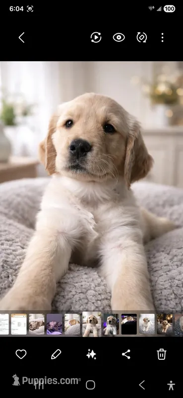 Paws – Golden Retriever puppy for sale in New Haven, CT