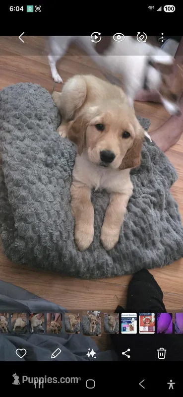 Fairh – Golden Retriever puppy for sale in New Haven, CT