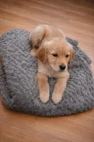 Fairh, a female Golden Retriever for sale in New Haven, CT – Photo 4 of 4