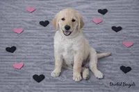 Fairh, a female Golden Retriever for sale in New Haven, CT – Photo 3 of 4