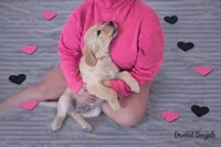 Fairh, a female Golden Retriever for sale in New Haven, CT – Photo 2 of 4