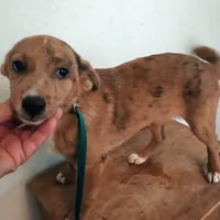 Stripes, a male Dachshund and Chihuahua for sale in Waldron, AR – Photo 1 of 2