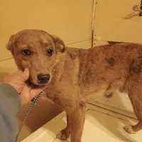 Stripes, a male Dachshund and Chihuahua for sale in Waldron, AR – Photo 2 of 2