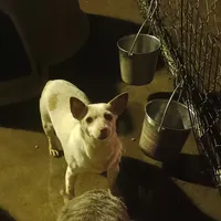 De Queen, a female Rat Terrier for sale in Waldron, AR – Photo 1 of 2