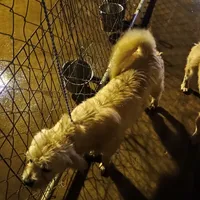 Barney, a male Miniature Schnauzer and West Highland White Terrier for sale in Waldron, AR – Photo 1 of 2